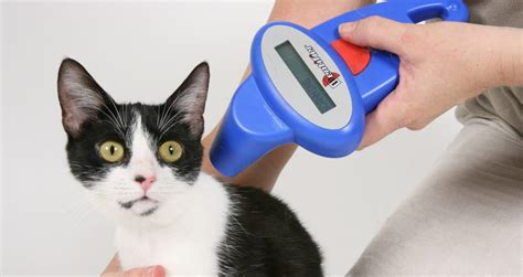 rfid chips in cats|how does a cat chip work.